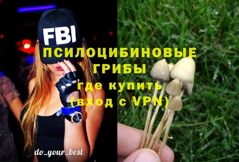 Псилоцибиновые грибы Psilocybe  Лодейное Поле 